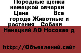 Породные щенки немецкой овчарки › Цена ­ 24 000 - Все города Животные и растения » Собаки   . Ненецкий АО,Носовая д.